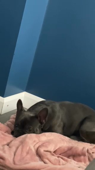 French bulldog