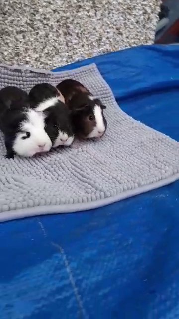 2 brothers