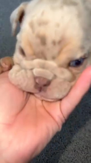 English Bulldogs