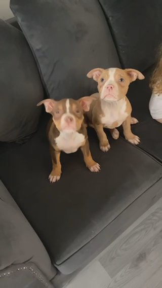 Pocket Bully