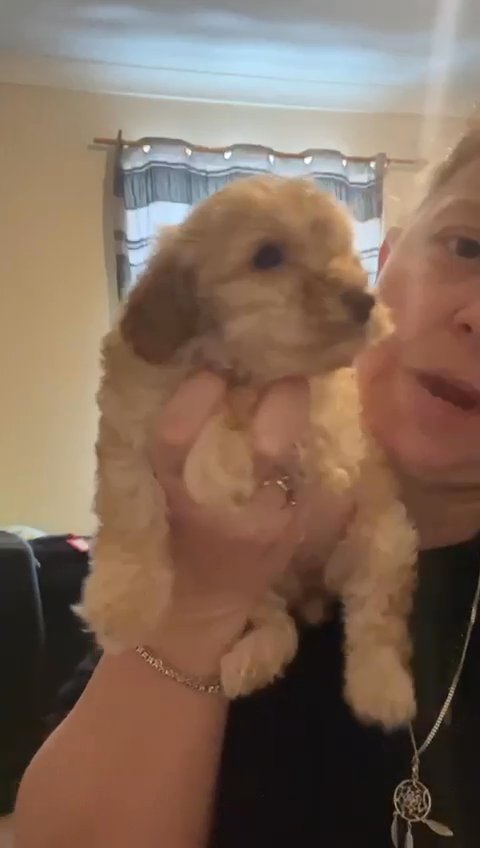 cockapoo puppies