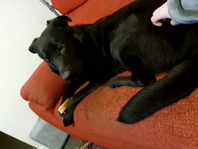 1 year old Male unnutered German sheprador