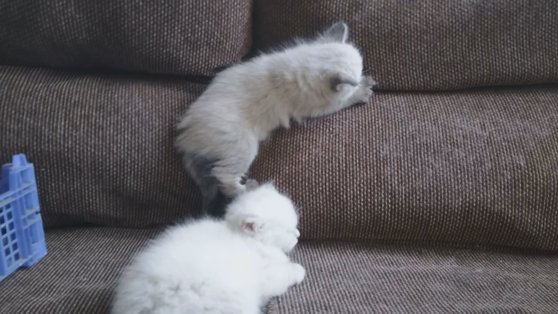 beautiful siberian babies
