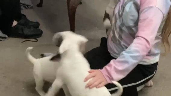 beautiful well bred show quality bull terrier pups