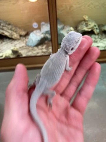 hypo zero leatherback het trans bearded dragon