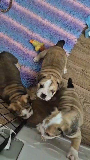 english-bulldog