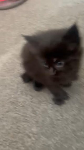 Polydactyl Maine Coon Kitten