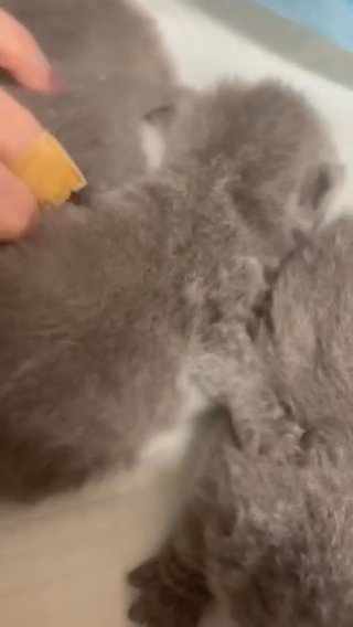 British Shorthair Kittens Ready End Of March