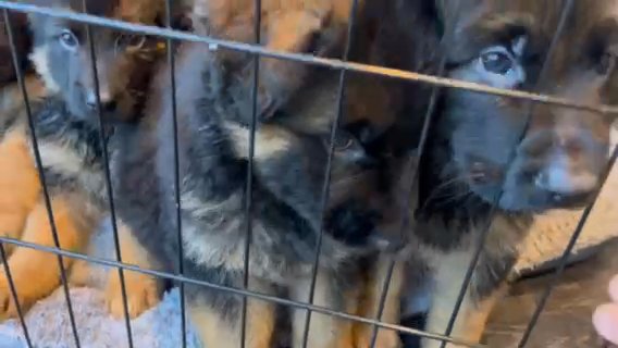 German Shepherd Pups