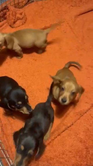 Mini Dachshunds
