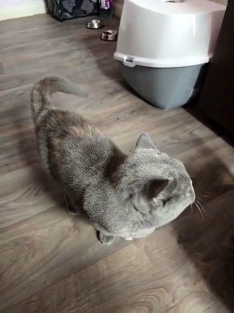 kimba