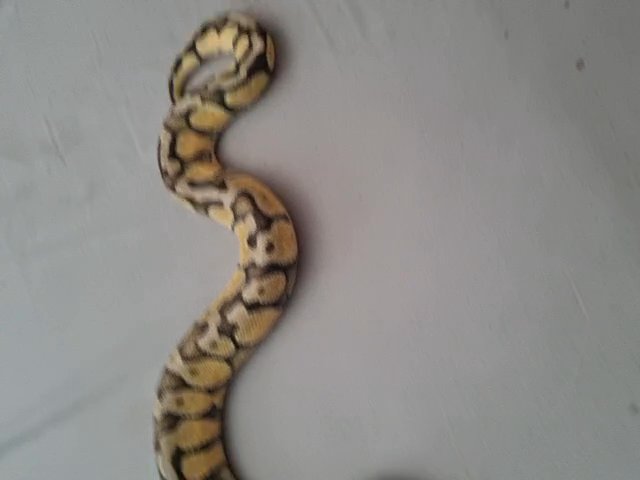 bull python snake