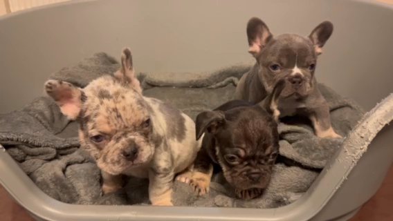 French Bulldgo Pups Dwkc Registered And Ready For New Homes