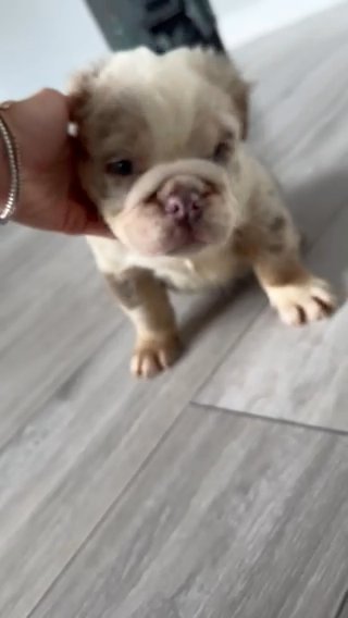 Lilac Merle Full Fluffy English Bulldog Male