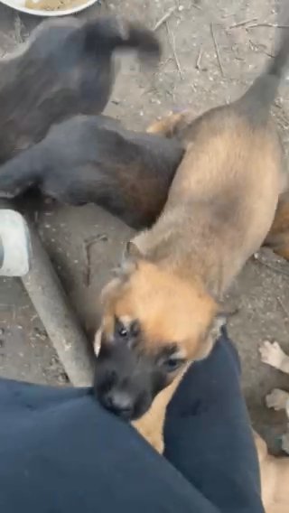 Belgian Mali x German Shepherd