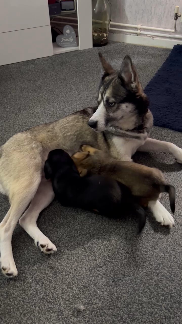 dusky pups