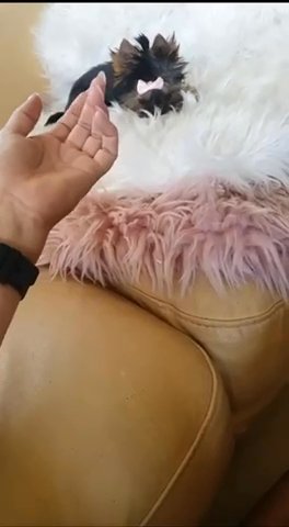 Miniature Yorkie Boy