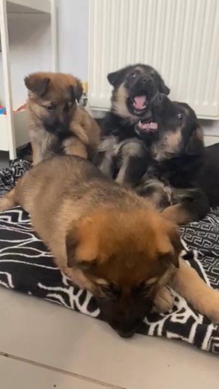 German shepherd pups