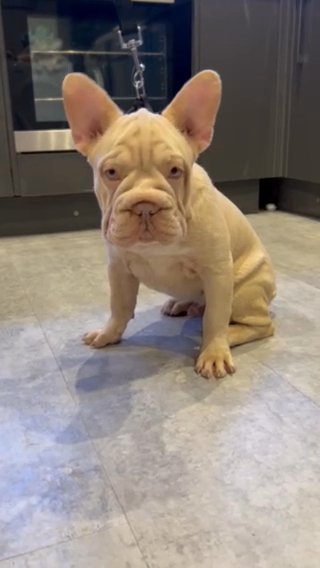 Big Rope Platinum French bulldog