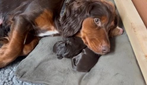 Roxie’s Cocker Puppies