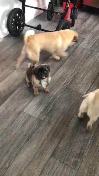 Lilac and tan platinum pug girl