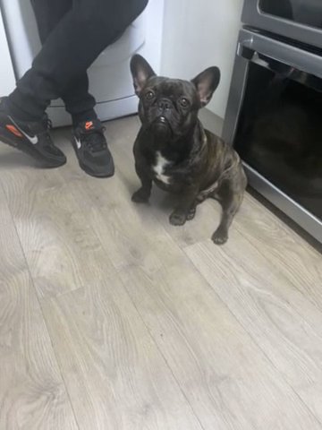Stud Dog