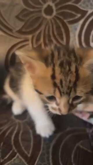 Baby kittens