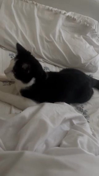 9 Months Old Cat For Sale