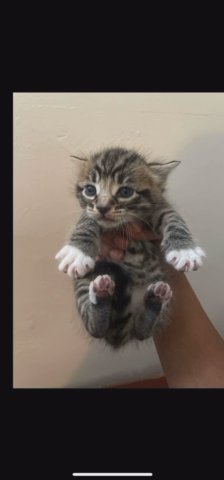 Kittens