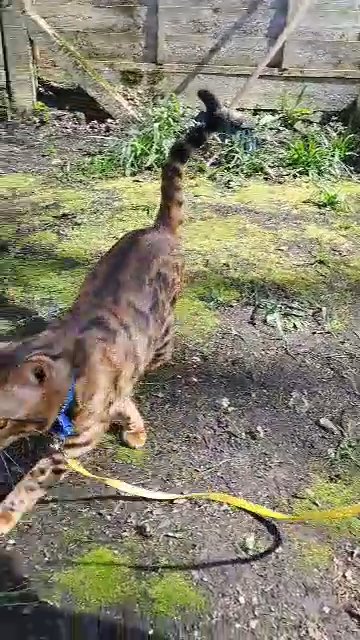 Bengal for stud duties only