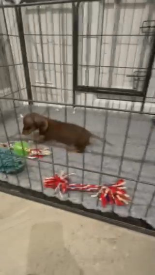 Top Quality Mini Smooth Dachshund Puppy