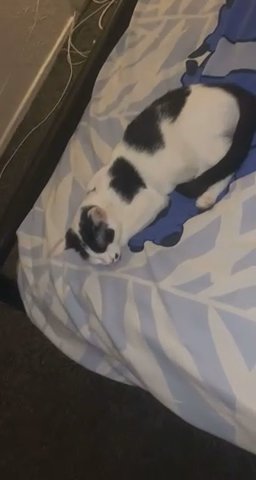 white and black female