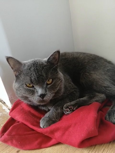 British shorthair stud