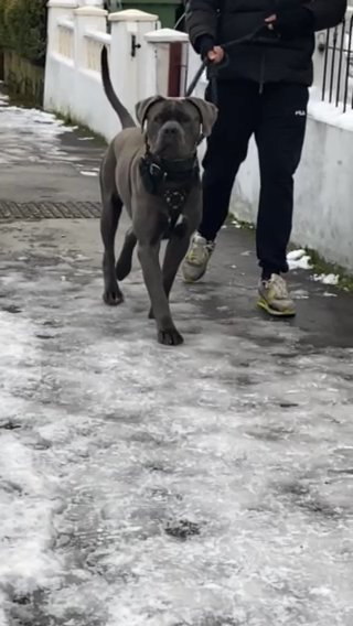 Solid Blue stud Major Available For Stud Duties