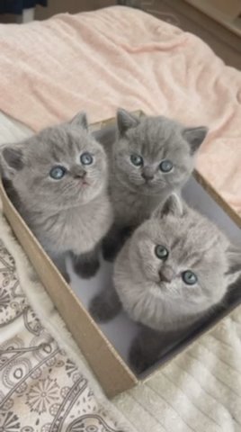 Britishshorthair Kittens