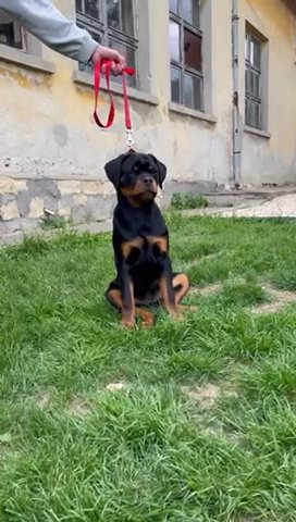 Rottweiler male puppy