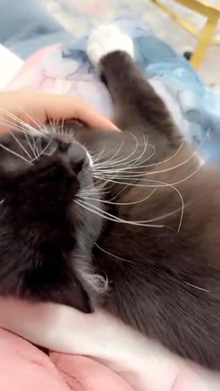 Persian Kitten