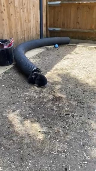beautiful baby dwarf lops