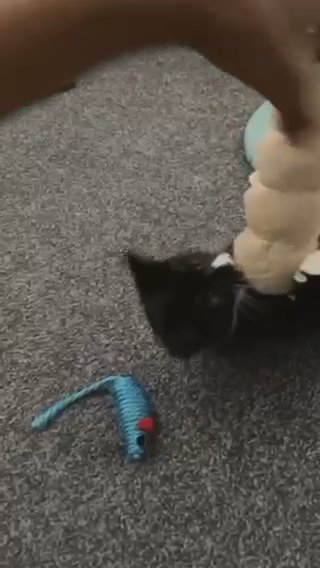 Kitten Needs Home