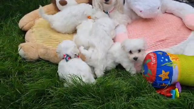 Gorgeous Maltese Puppies