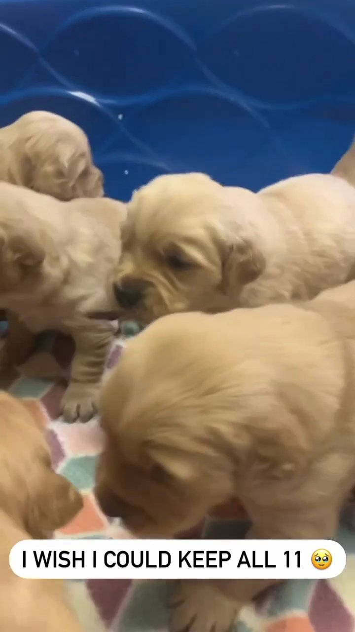 Trained Golden retriever puppies