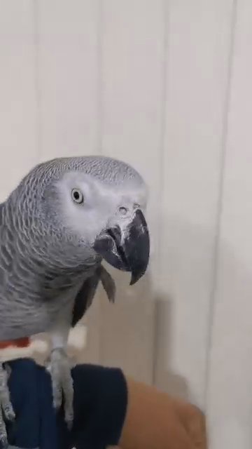 Super tame African grey