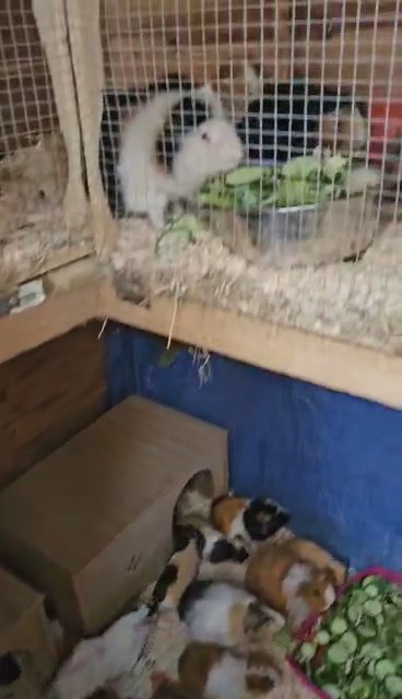 Guinea pigs