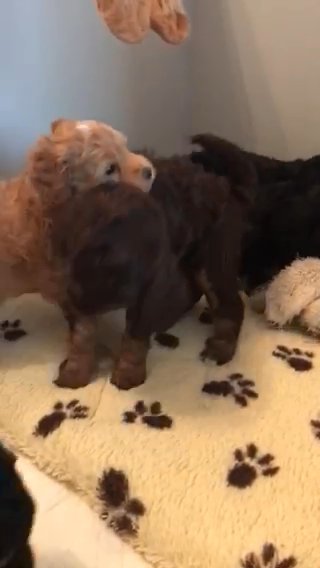 Lhasapoo Puppies