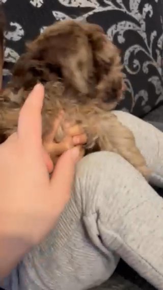 Beautiful Yorkiepoo For Sale