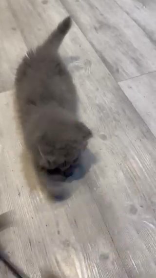 GCCF Registered Pedigree Blue British Longhair  Kitten