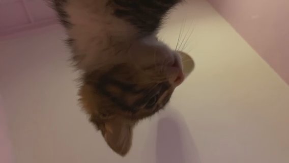 Dwarf Kittens