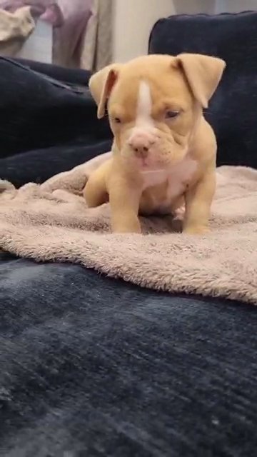 American pocket bullys