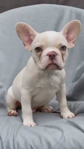 Platinum Merle Frenchies, Top Quality, Ready To Go