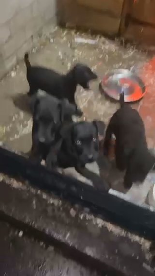 Patterdale Terrier Pups